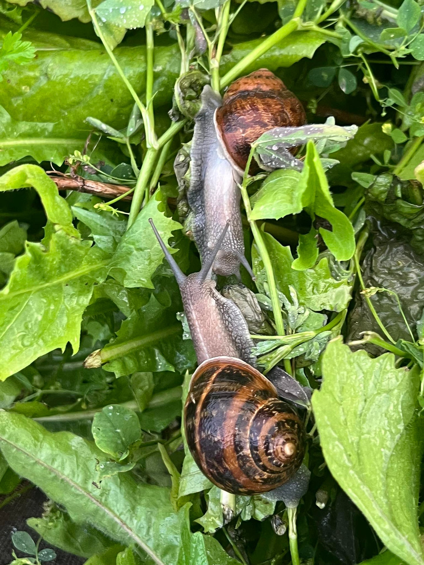 Helix Aspersa Bio